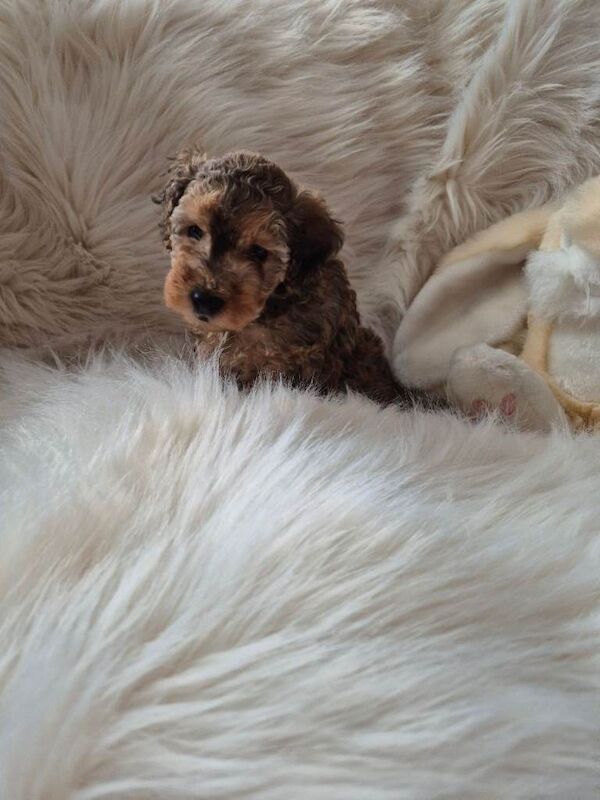 Cockapoo puppies for sale in Torpoint, Cornwall – KC registered, 6 weeks old - Image 3 of 5