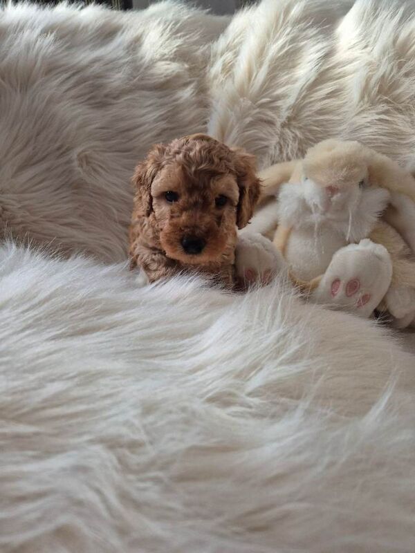 Cockapoo puppies for sale in Torpoint, Cornwall – KC registered, 6 weeks old - Image 4 of 5