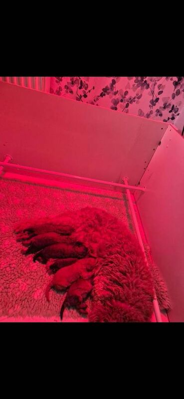 Cockapoo puppies for sale in Torpoint, Cornwall – KC registered, 6 weeks old - Image 5 of 5