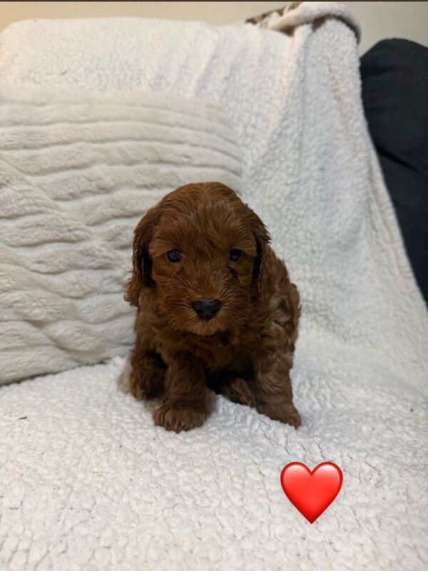 F1B cockapoo puppies - Image 2 of 3