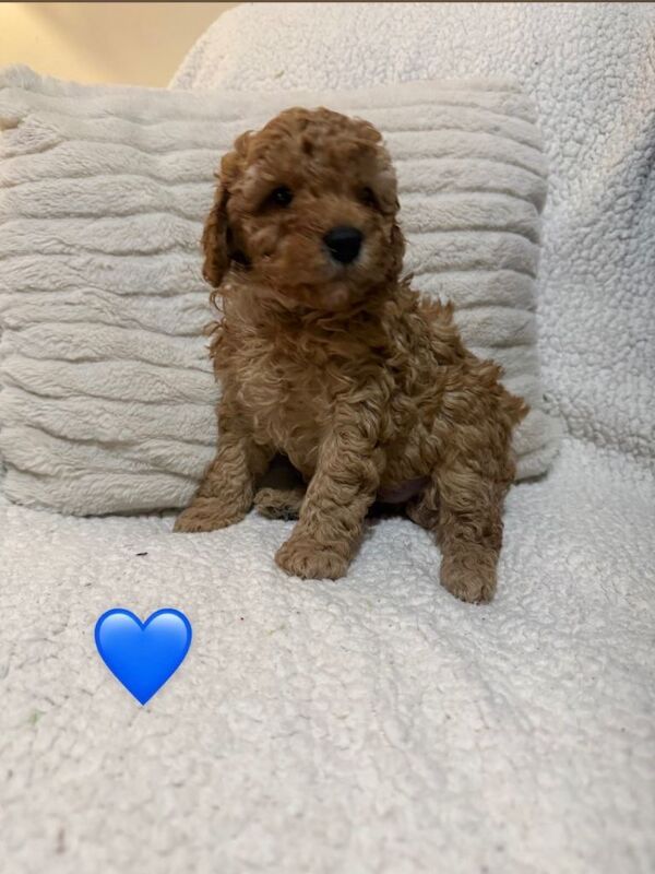 F1B cockapoo puppies - Image 3 of 3