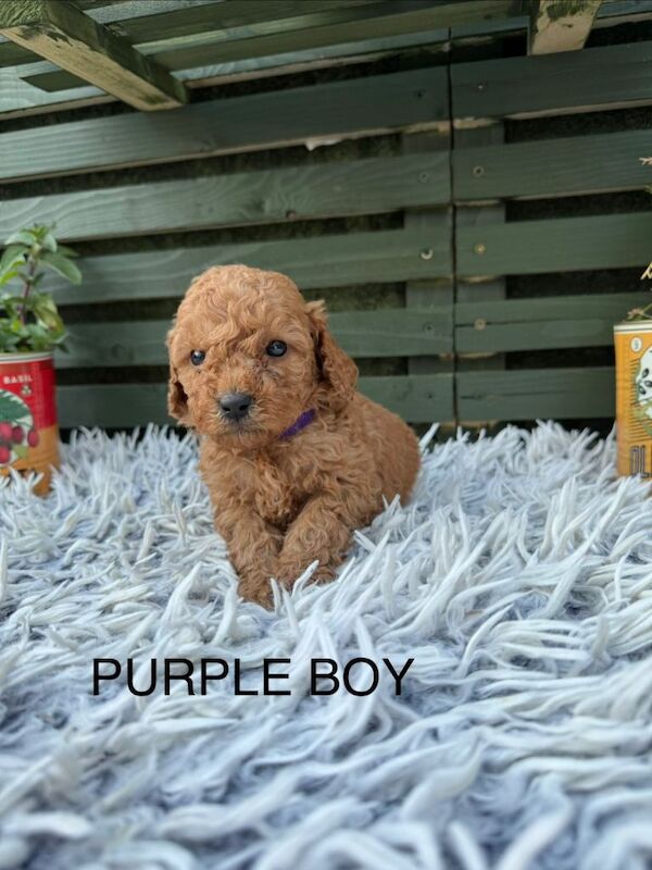 F1b cockapoo puppies - Image 2 of 5