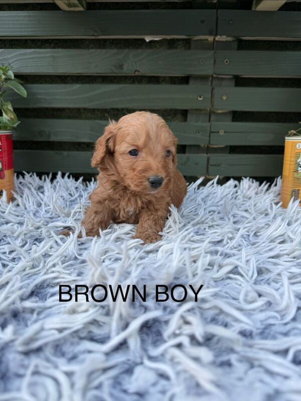 F1b cockapoo puppies - Image 3 of 5