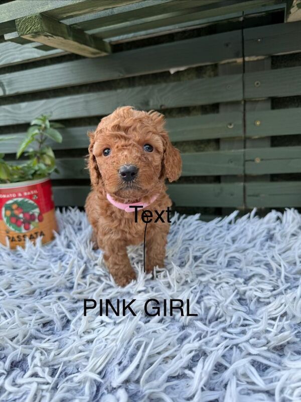 F1b cockapoo puppies - Image 4 of 5