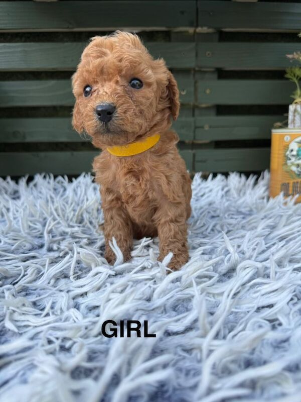 F1b cockapoo puppies - Image 5 of 5