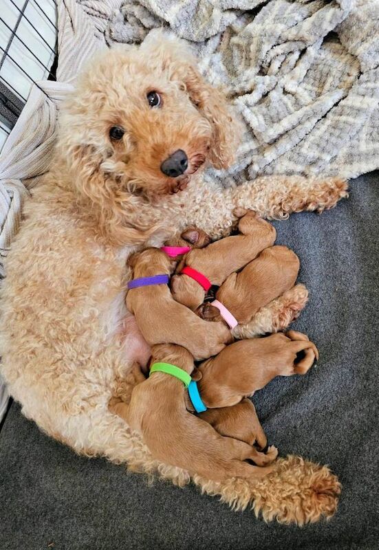 Cockapoo Puppies For Sale