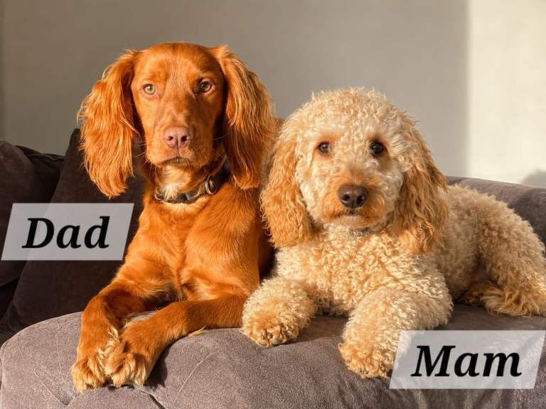 F1b Cockapoo puppies - Image 2 of 3