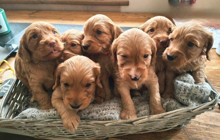 F1b Cockapoo puppies - Image 3 of 3