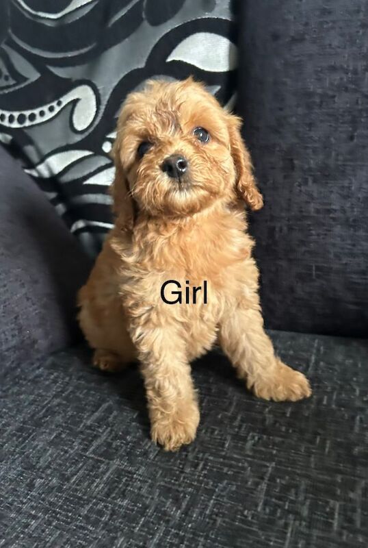 F1b cockapoo puppies