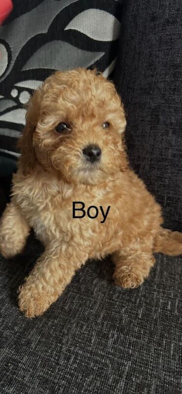 F1b cockapoo puppies - Image 2 of 3