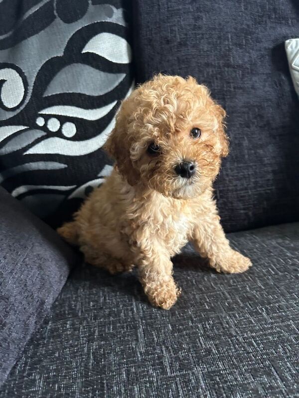 F1b cockapoo puppies - Image 3 of 3