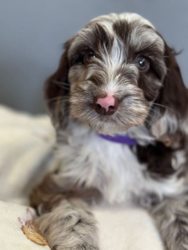 F1B Cockapoo puppies - Image 2 of 4