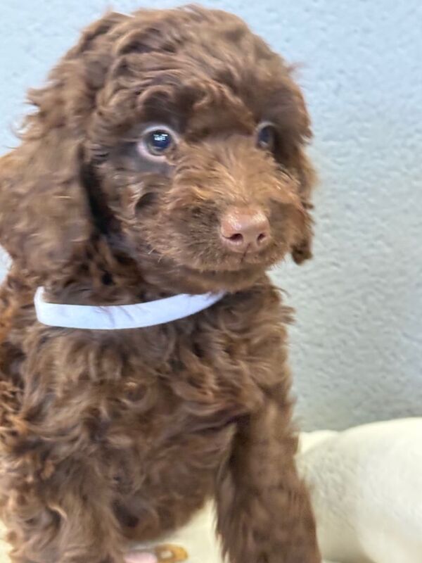 F1B Cockapoo puppies - Image 3 of 4