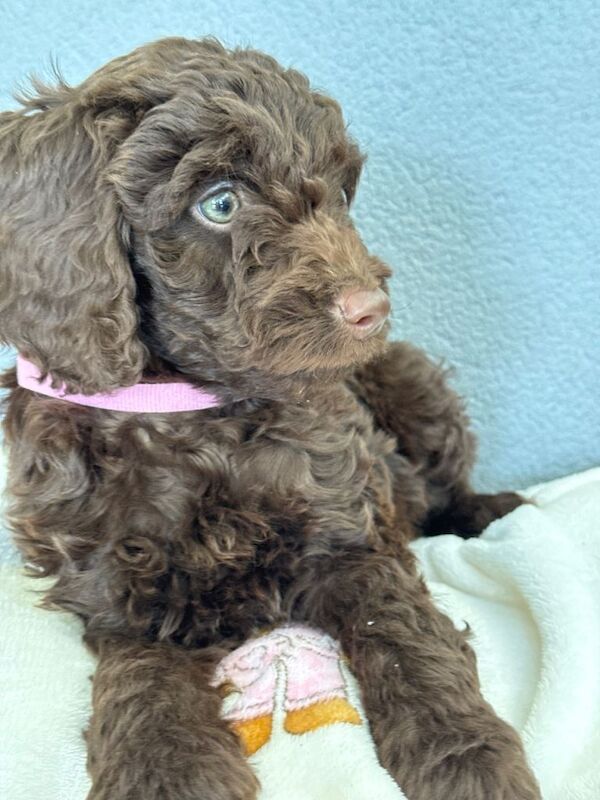 F1B Cockapoo puppies - Image 4 of 4