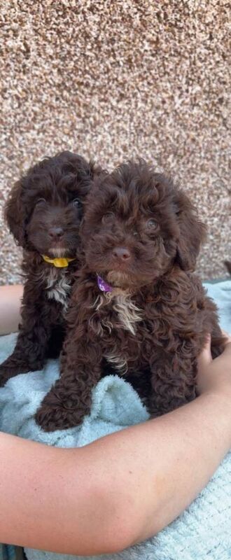 F1b Cockapoo Puppies