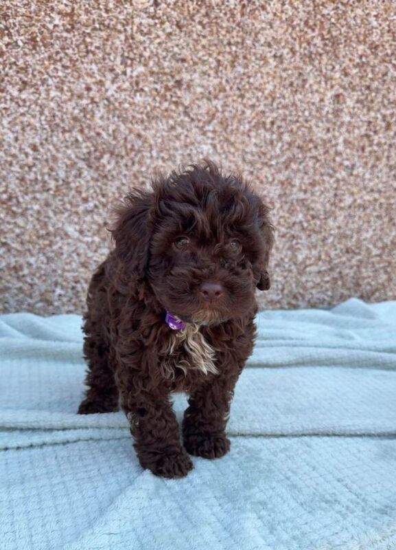 F1b Cockapoo Puppies - Image 2 of 6