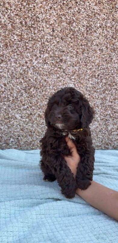 F1b Cockapoo Puppies - Image 3 of 6