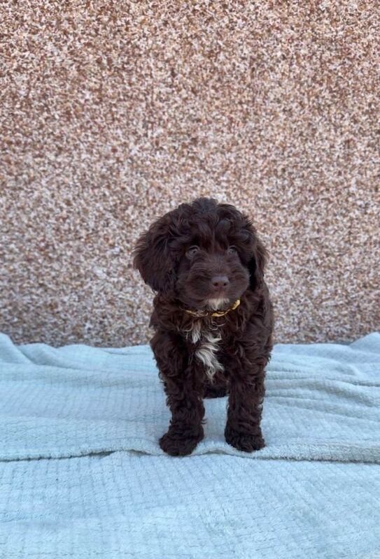 F1b Cockapoo Puppies - Image 4 of 6