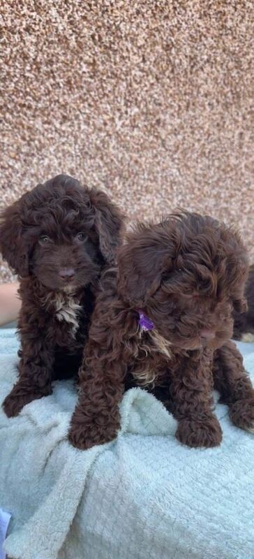 F1b Cockapoo Puppies - Image 5 of 6