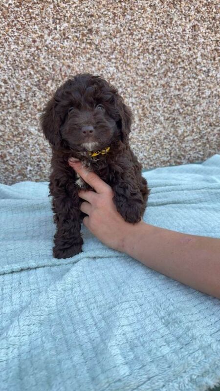 F1b Cockapoo Puppies - Image 6 of 6