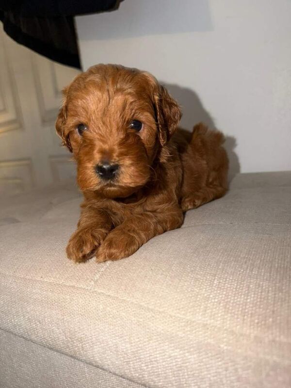 Cockapoo puppies for sale in Basildon, Essex – KC registered, 5 weeks old