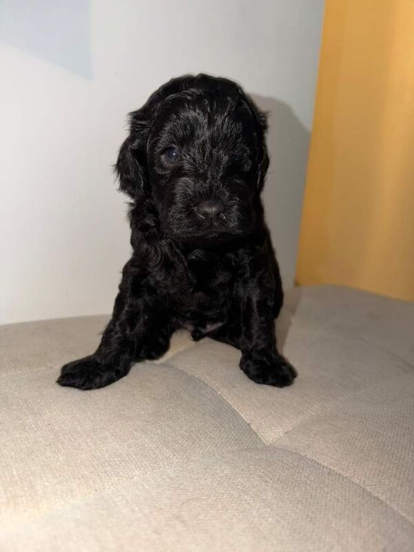 Cockapoo puppies for sale in Basildon, Essex – KC registered, 12 weeks old - Image 2 of 5
