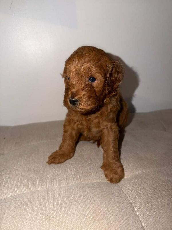 Cockapoo puppies for sale in Basildon, Essex – KC registered, 12 weeks old - Image 3 of 5