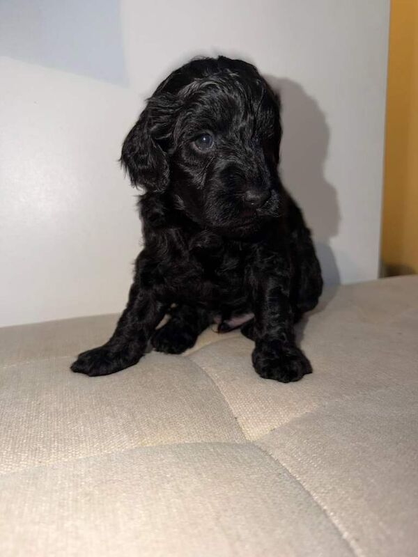 Cockapoo puppies for sale in Basildon, Essex – KC registered, 12 weeks old - Image 4 of 5