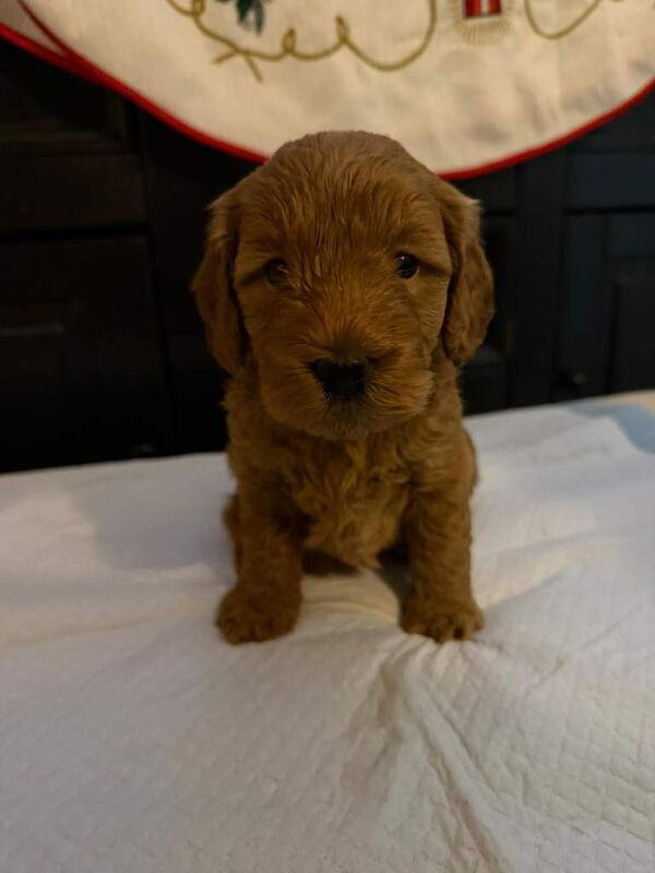 Cockapoo puppies for sale in Basildon, Essex – KC registered, 12 weeks old - Image 5 of 5