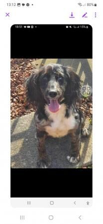 Cockapoo puppies for sale in New Marske, North Yorkshire – 1 year old - Image 3 of 5