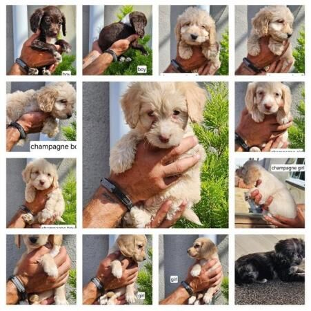 Cockapoo puppies for sale in New Marske, North Yorkshire – 1 year old - Image 4 of 5