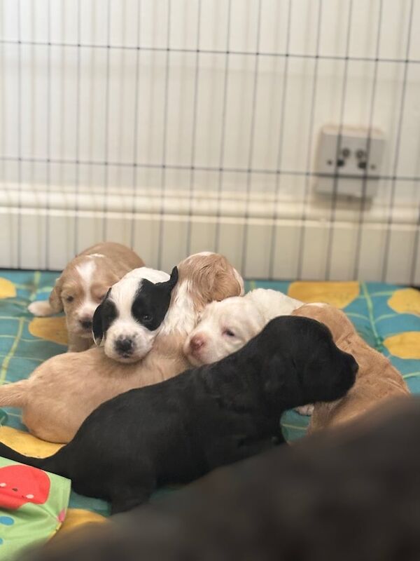 Cockapoo puppies for sale in Gravesend, Kent – 4 weeks old