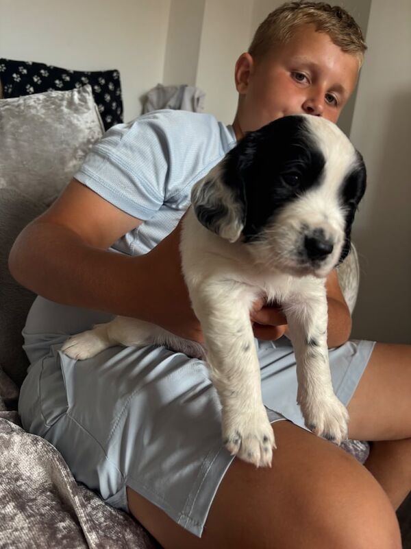 Cockapoo puppies for sale in Gravesend, Kent – 4 weeks old - Image 3 of 3