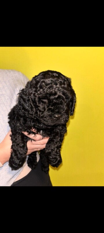 Cockapoo puppies for sale in Dungannon, County Tyrone – 6 weeks old