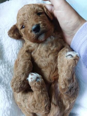 F1b Cockapoo Puppies -Greater Manchester. for sale in Lancaster, Lancashire - Image 1