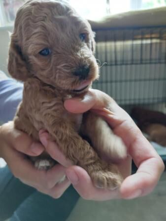 F1b Cockapoo Puppies -Greater Manchester. for sale in Lancaster, Lancashire - Image 3