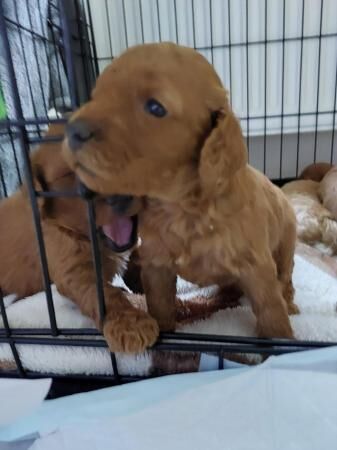 F1b Cockapoo Puppies -Greater Manchester. for sale in Lancaster, Lancashire - Image 4