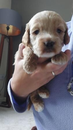 F1b Cockapoo Puppies -Greater Manchester. for sale in Lancaster, Lancashire - Image 5