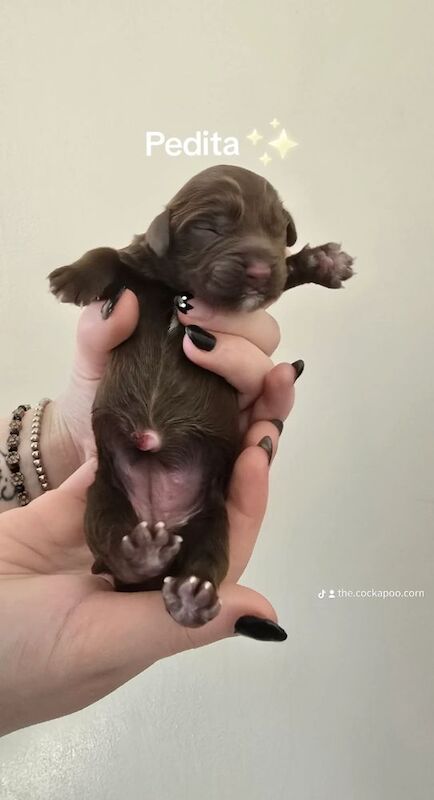 Cockapoo puppies for sale in Rossall Beach, Lancashire – 10 weeks old - Image 2 of 12