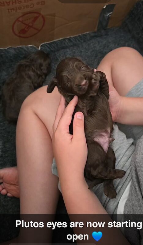 Cockapoo puppies for sale in Rossall Beach, Lancashire – 10 weeks old - Image 3 of 12