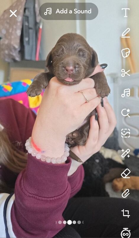 Cockapoo puppies for sale in Rossall Beach, Lancashire – 10 weeks old - Image 4 of 12