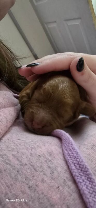 Cockapoo puppies for sale in Rossall Beach, Lancashire – 10 weeks old - Image 5 of 12