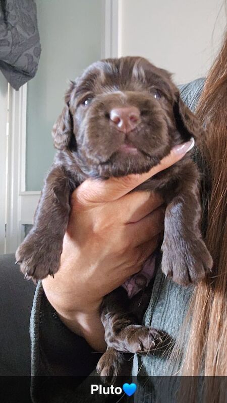 Cockapoo puppies for sale in Rossall Beach, Lancashire – 10 weeks old - Image 6 of 12