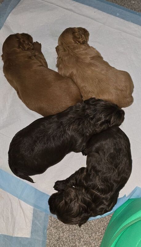 Cockapoo puppies for sale in Rossall Beach, Lancashire – 10 weeks old - Image 8 of 12