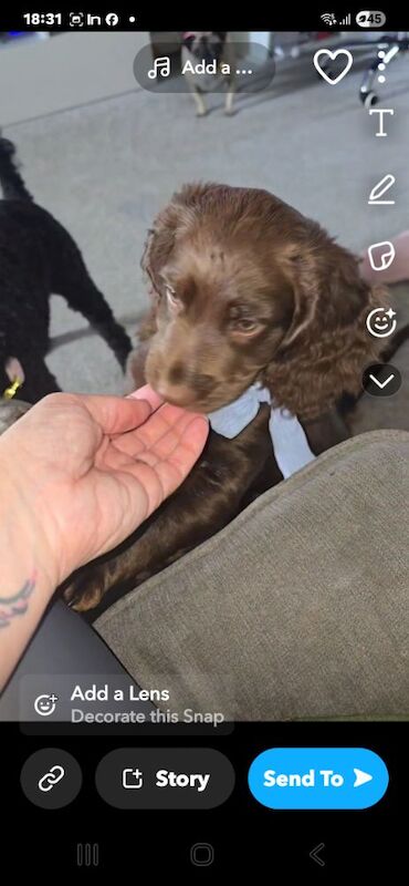 Cockapoo puppies for sale in Rossall Beach, Lancashire – 10 weeks old - Image 10 of 12