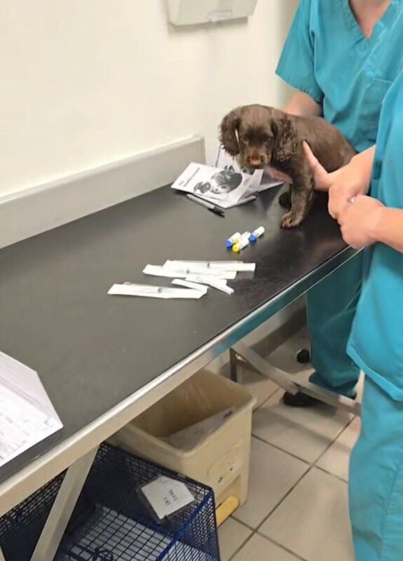 Cockapoo puppies for sale in Rossall Beach, Lancashire – 10 weeks old - Image 11 of 12