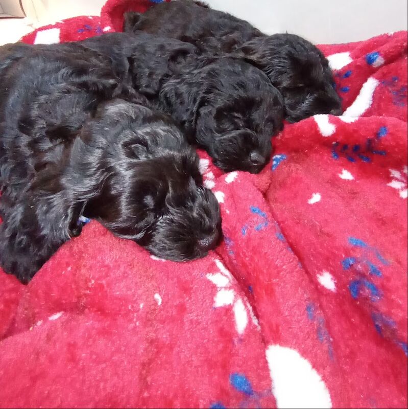 Cockapoo puppies for sale in Wakefield, West Yorkshire – 1 week old - Image 4 of 13