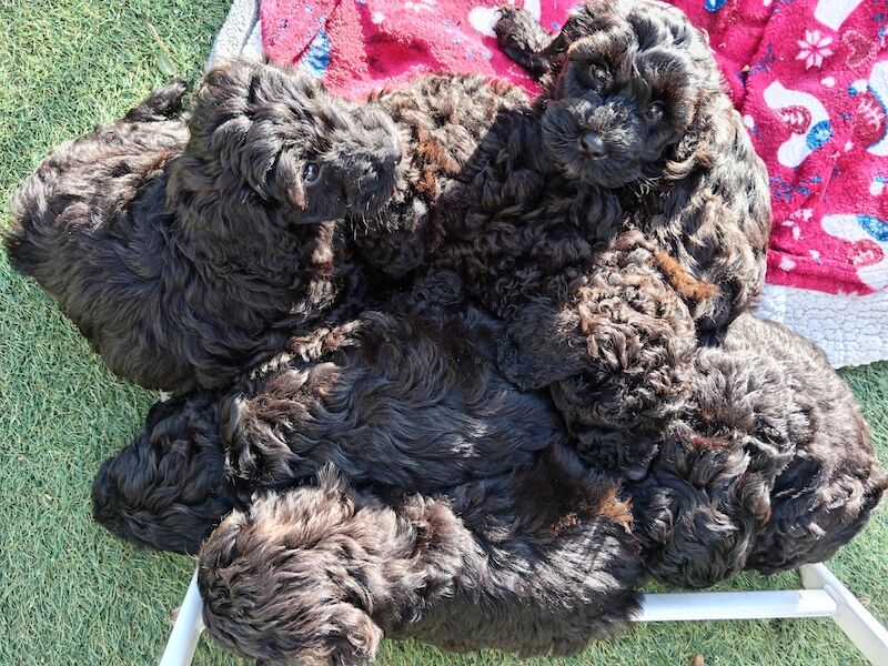 Cockapoo puppies for sale in Wakefield, West Yorkshire – 1 week old