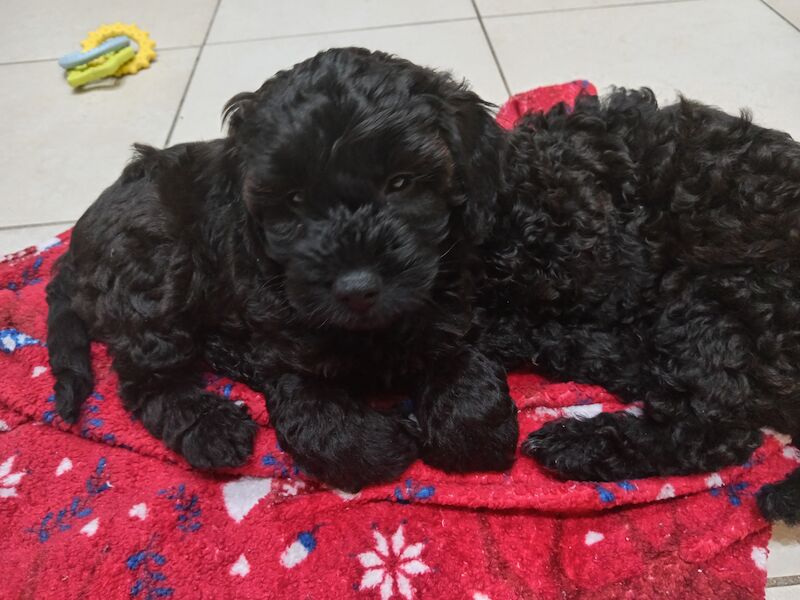 Cockapoo puppies for sale in Wakefield, West Yorkshire – 1 week old - Image 7 of 13