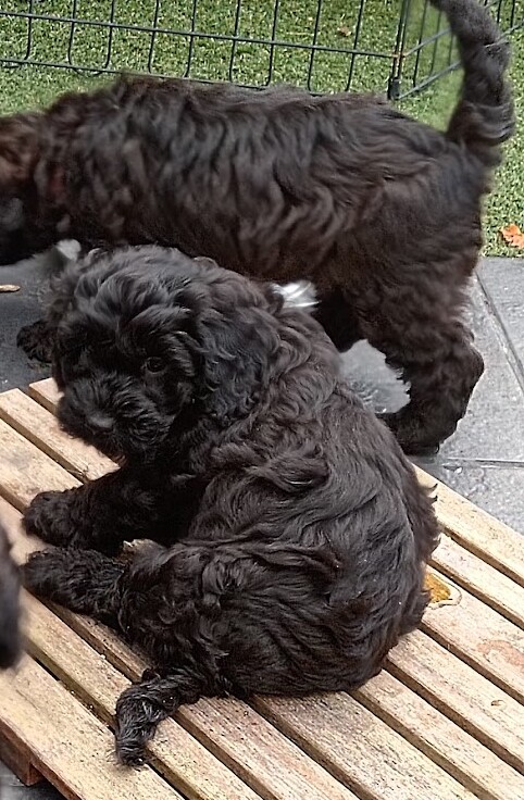Cockapoo puppies for sale in Wakefield, West Yorkshire – 1 week old - Image 6 of 13